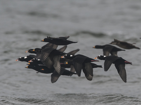 Pilkkaniska, Surf Scoter, Melanitta perspicillata